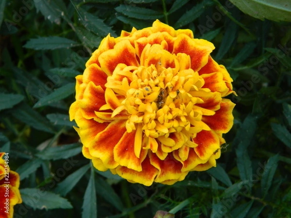 Obraz orange flower