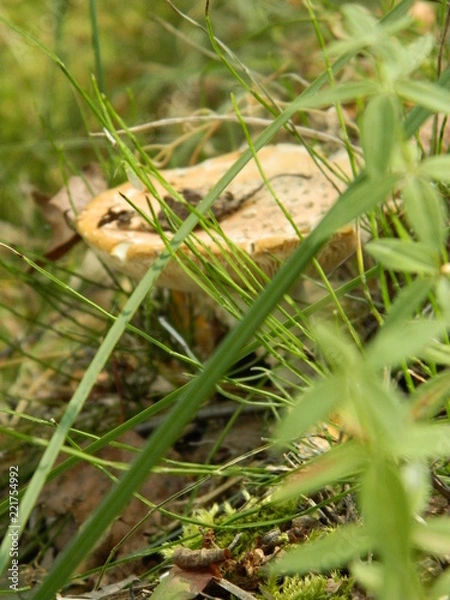 Fototapeta lizard on the grass