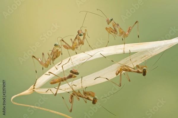 Obraz Macro of little praying mantises