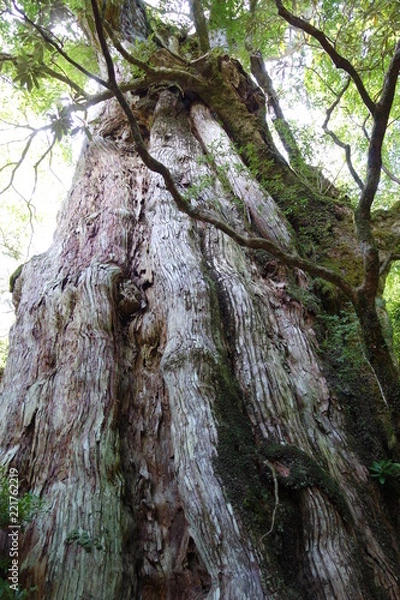 Obraz 屋久島　屋久杉　森 