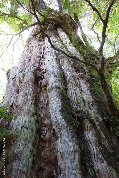 Obraz 屋久島　屋久杉　森 