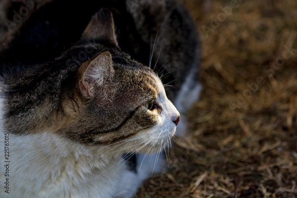 Fototapeta Domestic Cat - Felis silvestris catus or Felis catus