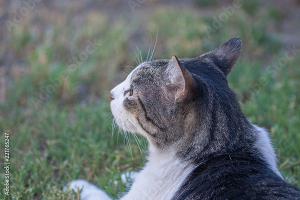 Obraz Domestic Cat - Felis silvestris catus or Felis catus