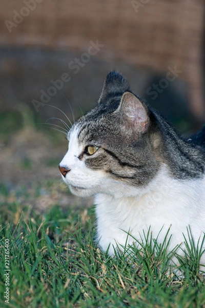 Fototapeta Domestic Cat - Felis silvestris catus or Felis catus