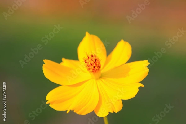 Fototapeta chrysanthemum