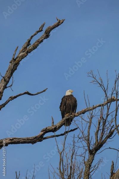 Fototapeta Eagle on guard