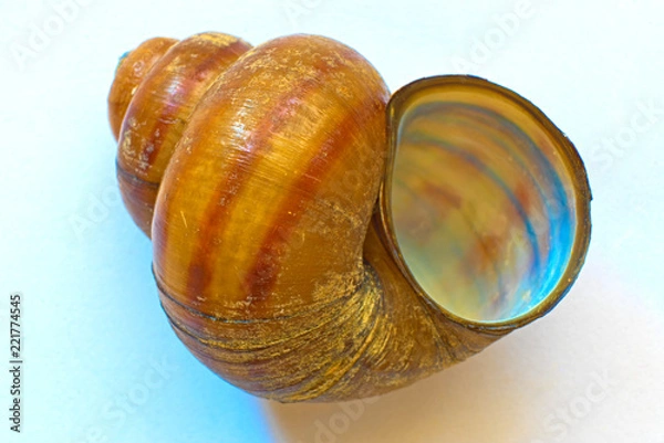 Fototapeta The shell of a river snail  Viviparus contectus.