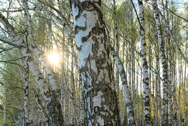 Fototapeta Birch forest in the spring.