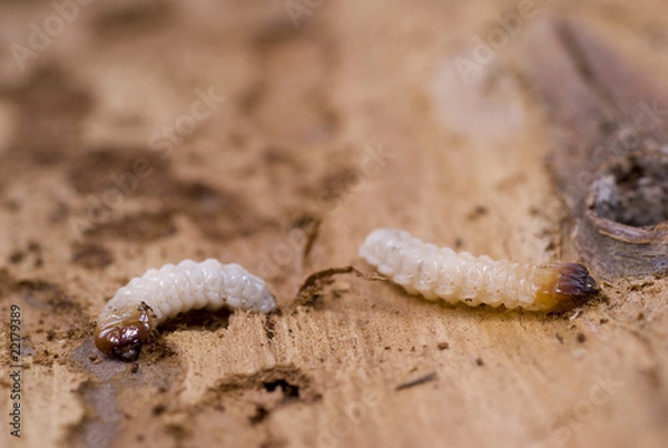Obraz woodworm