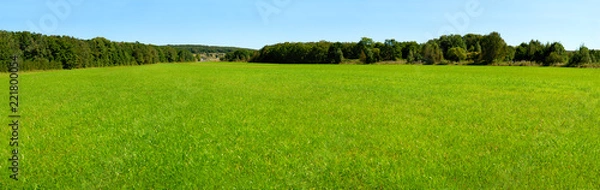 Fototapeta Panorama of a large green meadow. Green grass on a meadow surrounded by forest. Panorama of nature on a large scale. Grass in a large meadow.