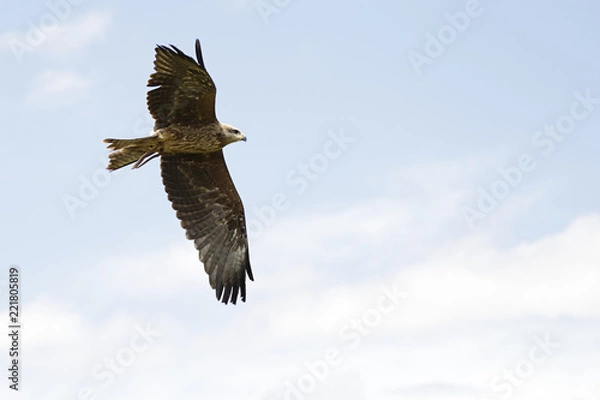 Fototapeta Captive black kite (milvus migrans) in flight
