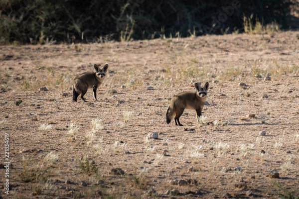 Obraz Bat eared fox