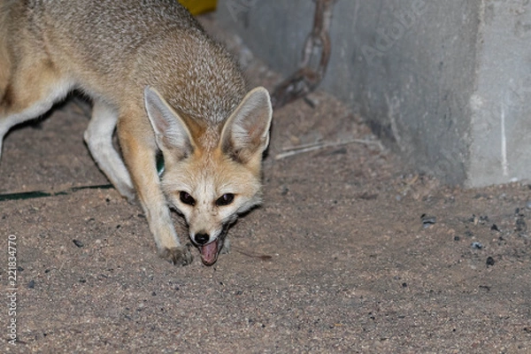 Obraz Fennec fox