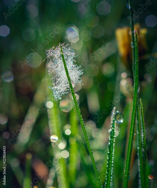 Obraz Summer flowers bloomming