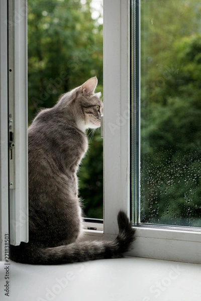 Fototapeta grey cat sitting by the open window in the summer