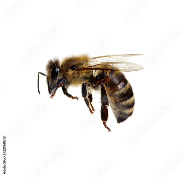 Fototapeta Bee on the white