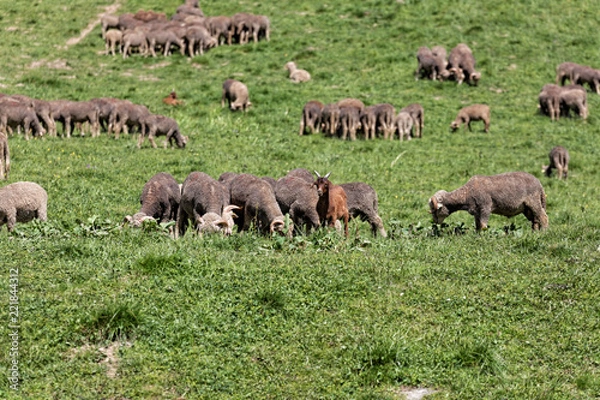 Obraz Cherchez l'intruse...