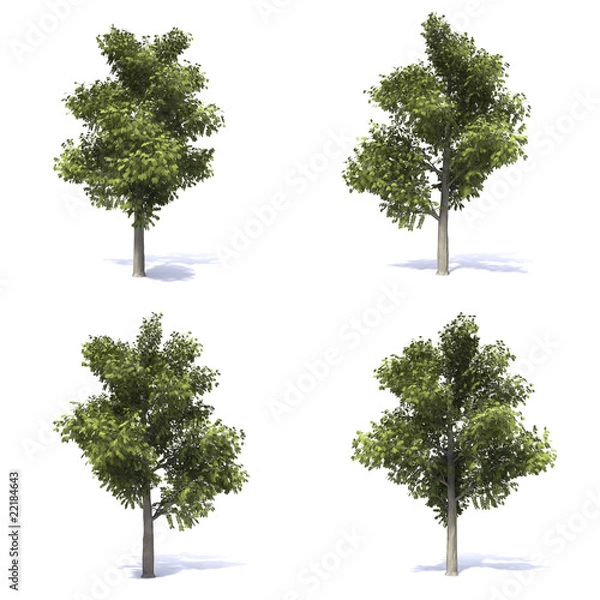 Obraz alberi frassino