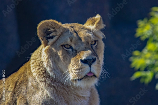 Obraz African lion close-up