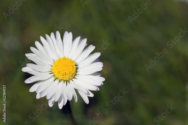 Obraz Kamille, Matricaria inodora