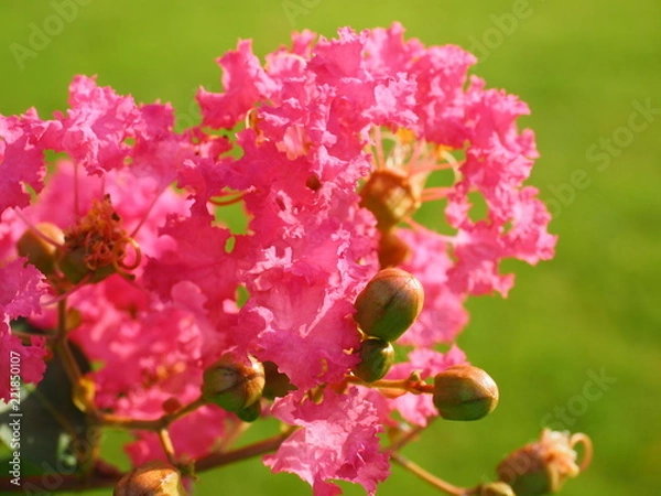 Obraz Sarusuberi Crape myrtle in mid summer