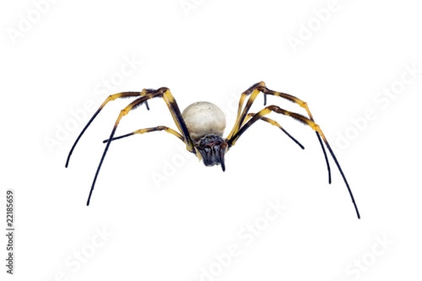 Obraz Golden Orb-weaving Spider, Nephila maculata