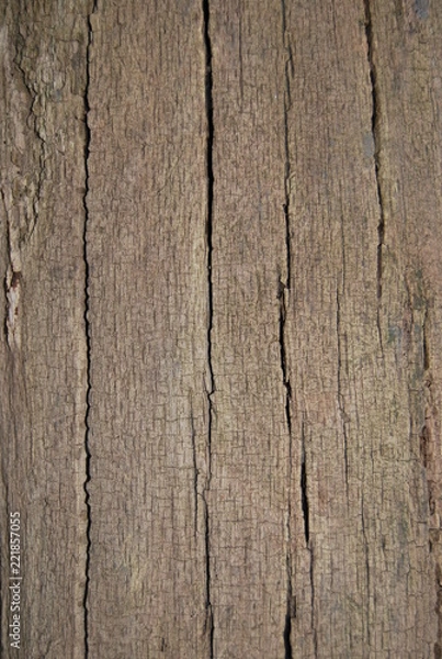 Obraz Tree Striped Bark