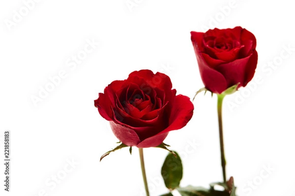 Fototapeta Two red rose on white background