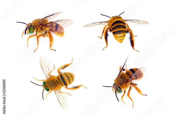 Obraz Teddy Bear Bee, Amegilla asaropoda