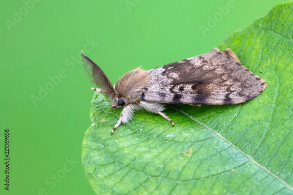 Fototapeta Gypsy Moth - Lymantria dispar