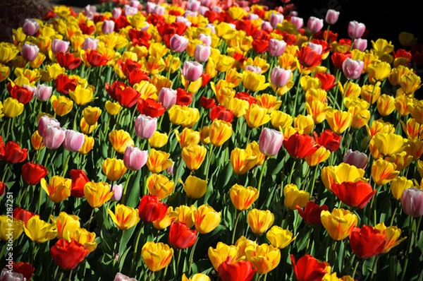 Obraz Beautiful tulips