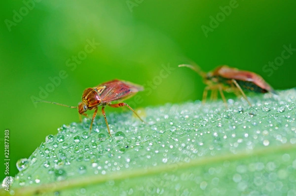 Fototapeta the bedbug sits on a leaf.