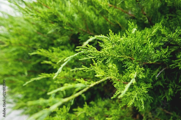 Fototapeta Close-up of the branches of arborvitae. Natural background with coniferous tree.
