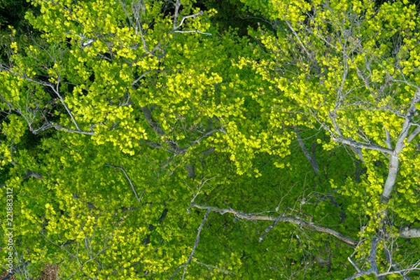 Fototapeta abstract image of green leaves on a grey  tree in light