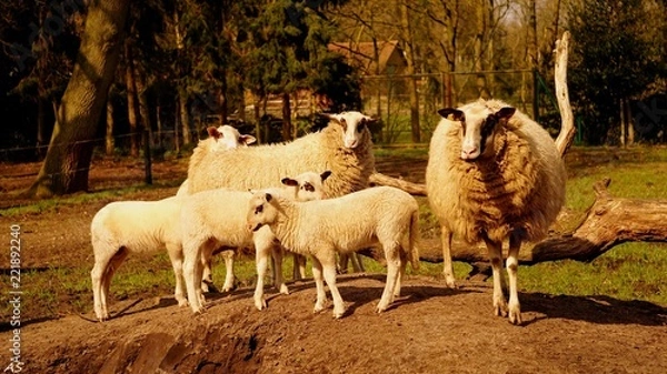 Fototapeta Biały baran, wzdłuż którego biegnie wiejska droga.