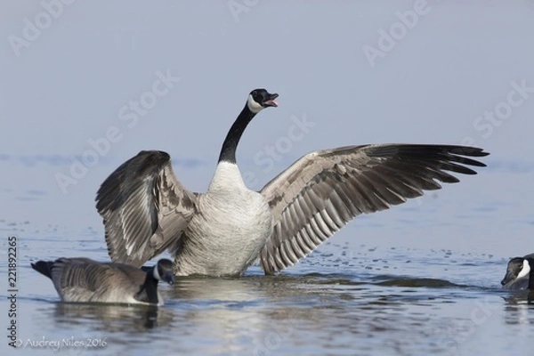 Fototapeta Białe upierzenie. Ptak.