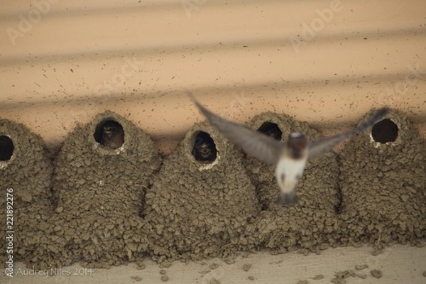 Fototapeta Muszle i kamyki na plaży, czekające na powrót mamy z morza.