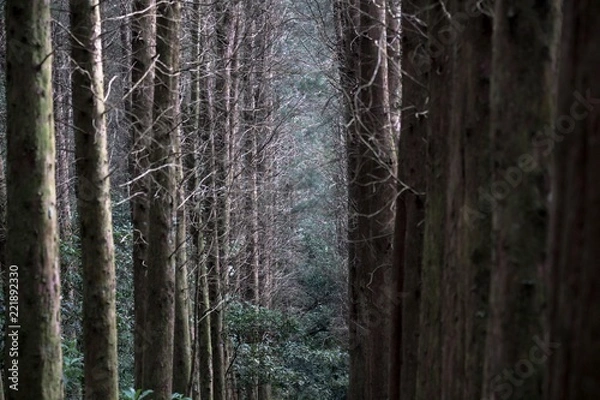 Fototapeta Ciemny las. Drzewo.