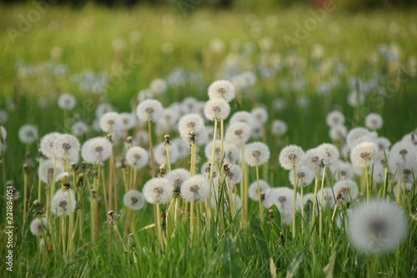 Obraz dmuchawce na tle zieleni