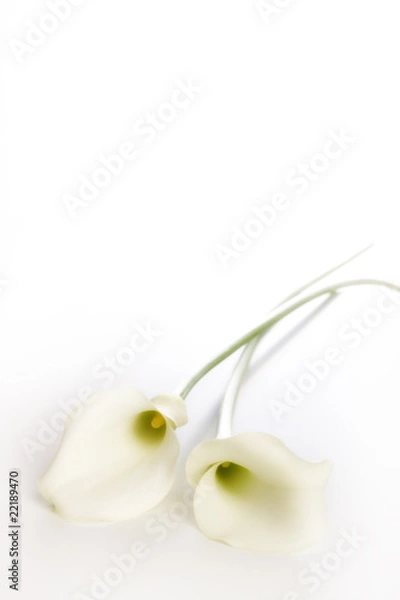 Fototapeta Białe Callas
