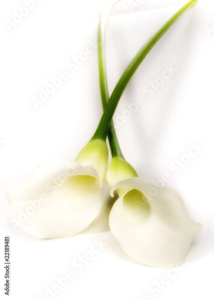 Fototapeta Białe Callas