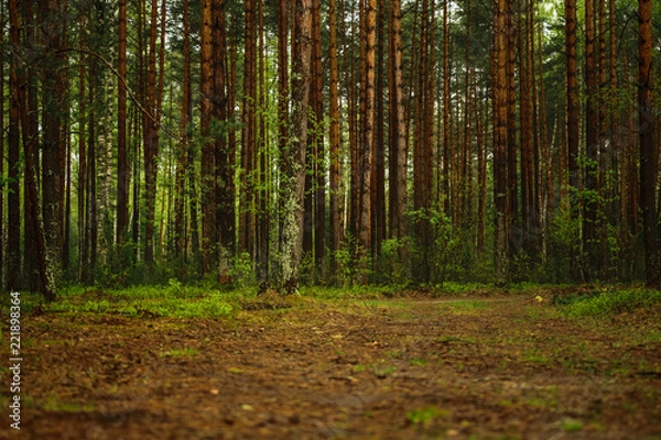Fototapeta Path in the forest