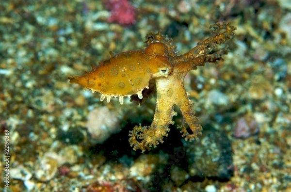 Obraz Blue Ring Octopus