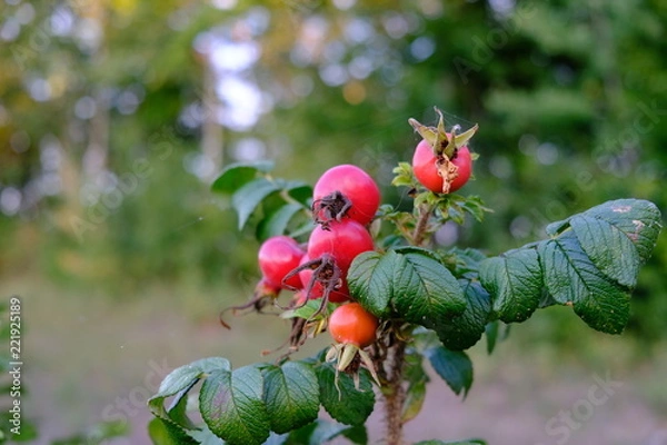 Obraz rosehips