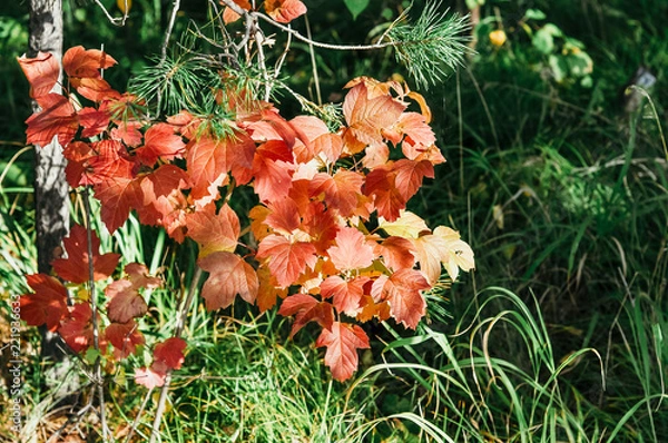 Fototapeta red poppies in a field