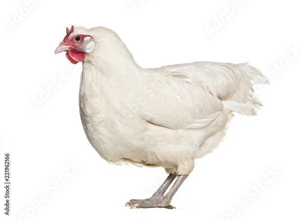 Fototapeta La Fleche chicken standing against white background