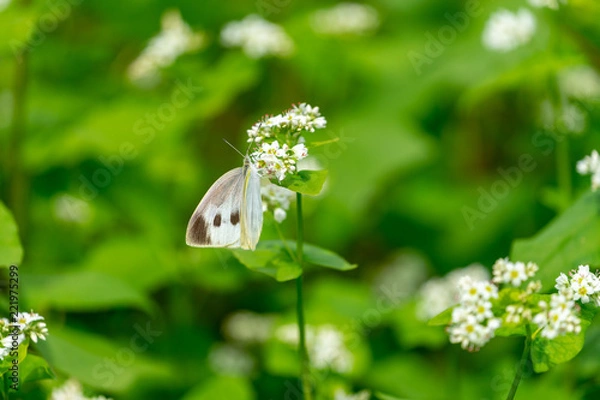 Obraz そばの花と蝶