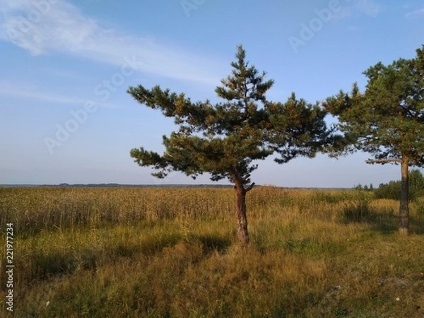 Obraz small pine-tree in the field