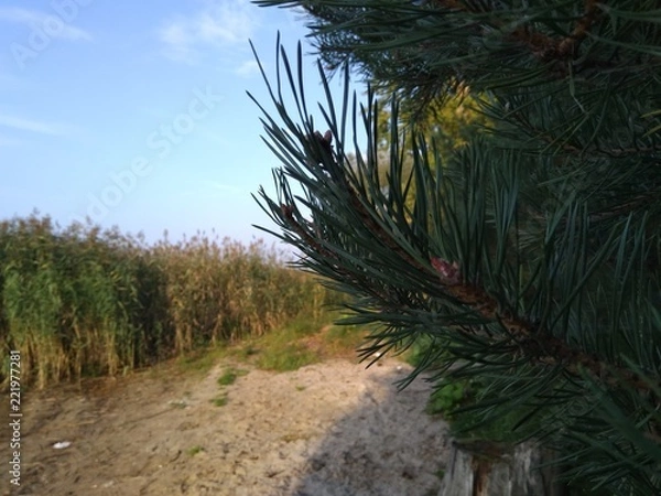 Obraz Pine-Tree Needles