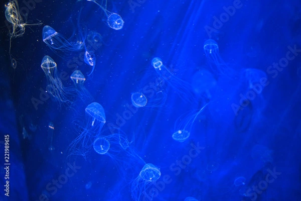 Fototapeta アクアリウム